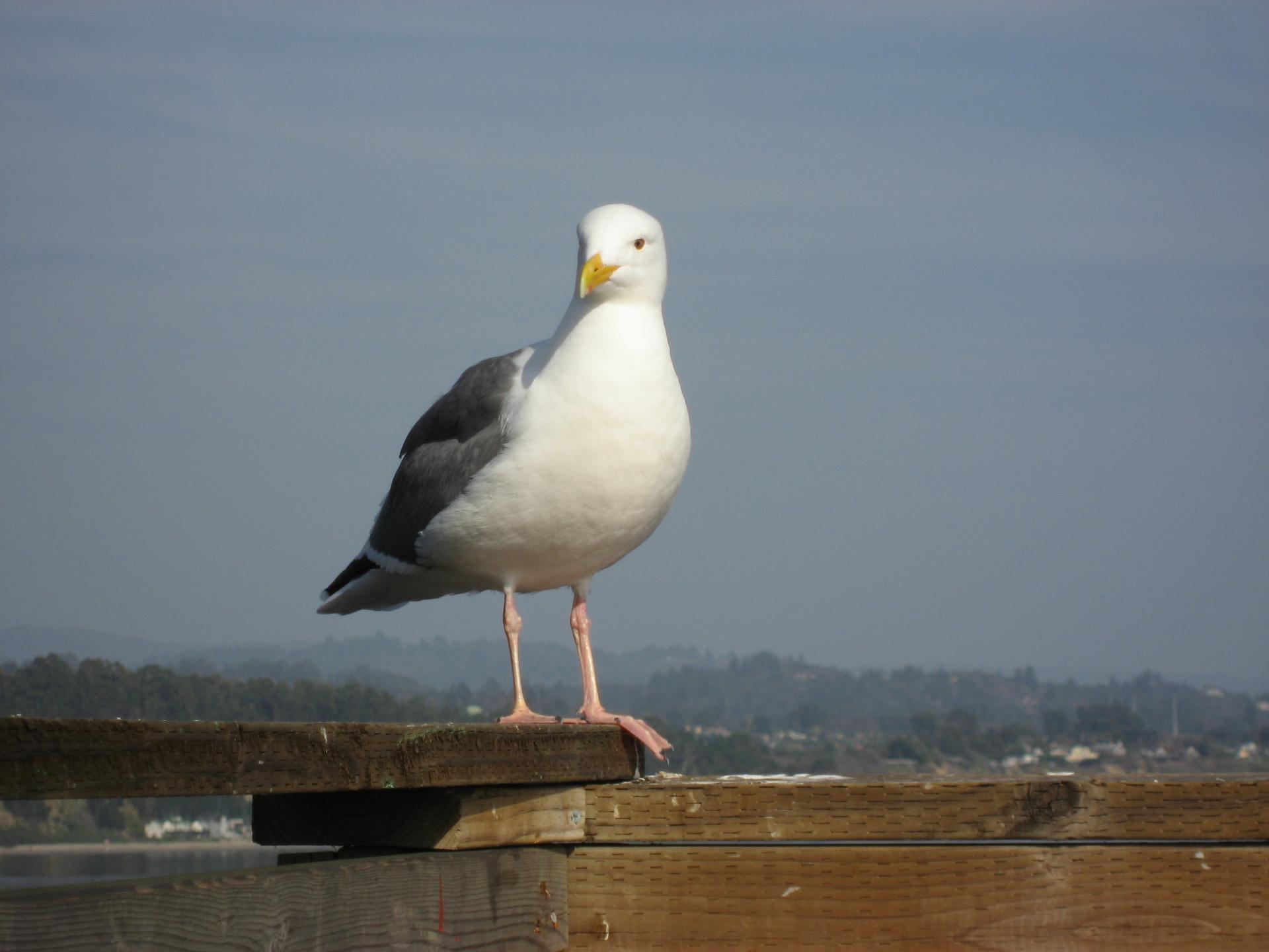 D20071027F7010sm